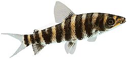 Leporinus octofasciatus (Leporinus με κόκκινα πτερύγια)