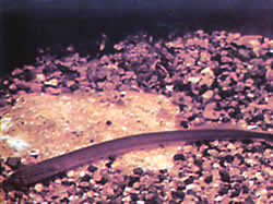 Lethenteron kessleri (Kessler Lamprey)