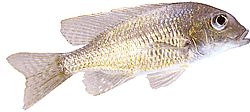 Lethrinops furcifer