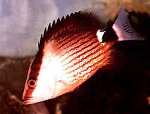 Lutjanus sanguineus Ερυθρός αιμοδοσία
