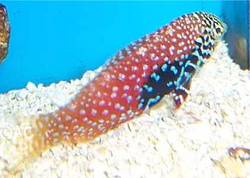 Macropharyngodon bipartitus (Βερμβάρισμα labre)