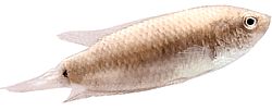 Macropodus cupanus (Ψάρεμα ψαριού καφέ ουράς)