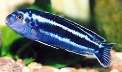 Melanochromis cyaneorhabdos Melanochromis Usgano