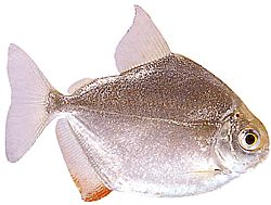 Metynnis hypsauchen (Métynnis με μεγάλα κεφάλια)