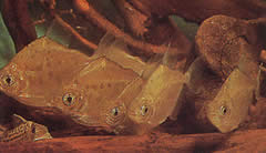 Metynnis lippincottianus (Koumanou, δολάριο ψάρι)