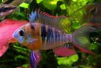 Microgeophagus altispinosus (Αλπίμος)