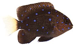 Microspathodon chrysurus (Κίτρινα κοσμήματα)