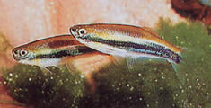 Mimagoniates lateralis (Tetra-glande με φραγμένες πλευρές)