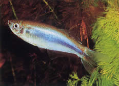 Mimagoniates microlepis (Μικρές κλίμακες tetra-barberos)