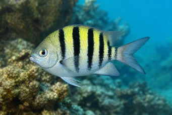 Abudefduf saxatilis Λοχίας