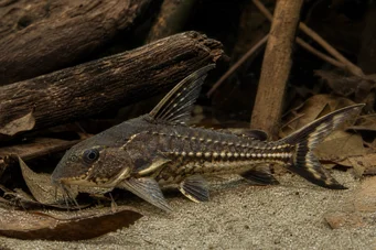 Acanthodoras spinosissimus Ομιλητής