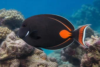 Acanthurus Achilles Κόκκινο σημείο και χειρουργός ουράς