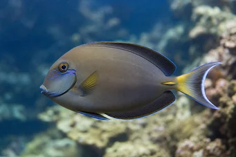 Acanthurus Fowleri Ψάρι χειρουργού
