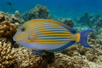 Acanthurus Lineatus Χειρουργός