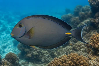 Acanthurus Mata Λευκός χειρουργός