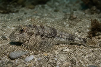 Agonus cataphractus Θαλάσσιο ποντίκι