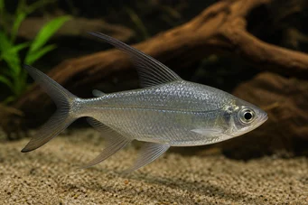Alestes longipinnis Characin με μακρά πτερύγια