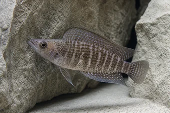 Altolamprologus compressiceps Συμπιεστής altolamprologus