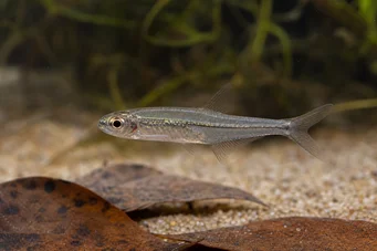 Ammocryptocharax minutus Χαρακτηριστικό λεπτό