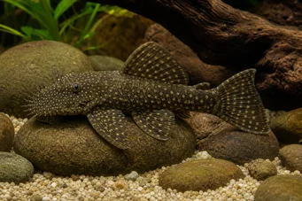 Ancistrus brevifilis Οπαδός Brevifilis