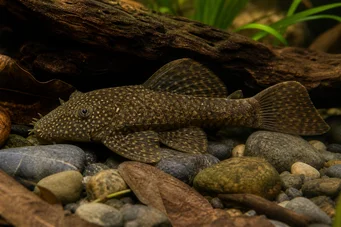 Ancistrus brevipinnis Οπαδός Brevipinnis