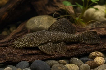 Ancistrus hyplogenys Μαύρος χορός