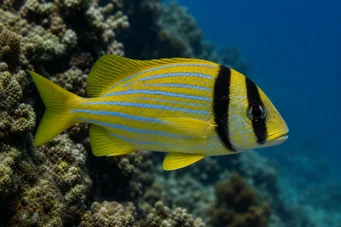 Anisotremus virginicus Χοιρινό