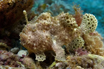 Antennarius maculatus ψαράς, ψαράς ή κεραίες