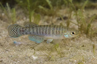 Aphanius dispar Ο Αφάνιος εξαφανίζεται