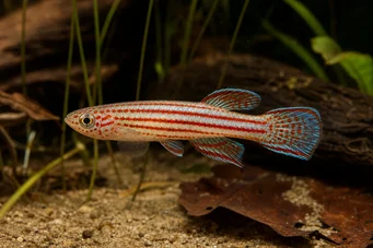 Aphyosemion striatum Ριγέ Aphyo