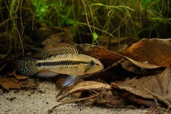 Apistogramma nijsseni Νάτσεν νάνος