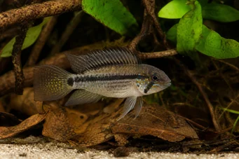 Apistogramma steindachneri Απίστεται Steindachneri