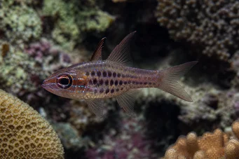 Apogon nematopterus Πιτζάμες apogon