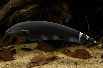 Apteronotus albifrons American Coup Fish - ονομάζεται επίσης Black Pha