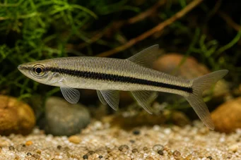 Asiphonichthys condei