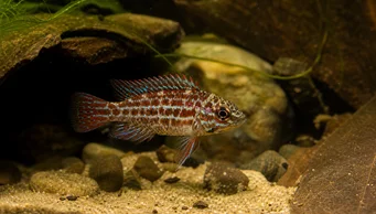 Badis assamensis (Χαμαιλέοντας ψάρι)