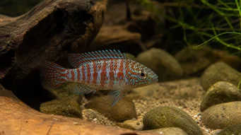 Badis badis Χαμαιλέοντας ψάρι
