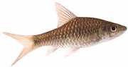 Barbus dorsalis Γενειοφόρος �...