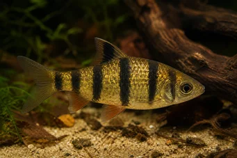 Barbus pentazona johorensis (Πέντε -ζώνη γενειοφόρος)