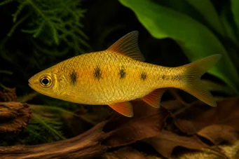 Barbus semifasciolatus Ορείχαλκος γενειοφόρος