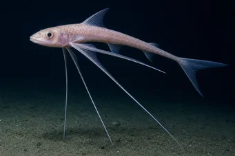 Bathyptérois bigelowis (Πείρα ψάρια)