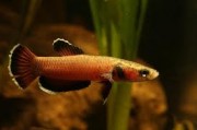 Betta channoides  Μαχητής Snakehead (Ang)