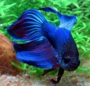 Betta splendens crownmoon Μαχητής