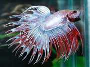 Betta splendens crowntail Μαχητής κορώνας