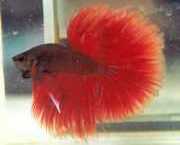Betta splendens halfmoon Μαχητής