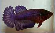 Betta splendens halfsun Μαχητής