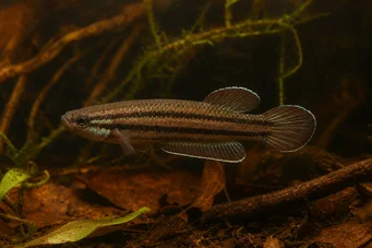 Betta trifasciata (Μαχητής)
