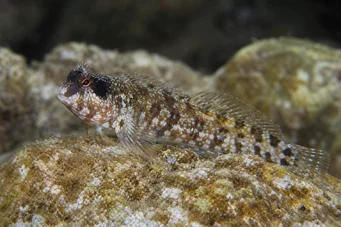Blennius nigriceps (Μαύρος)