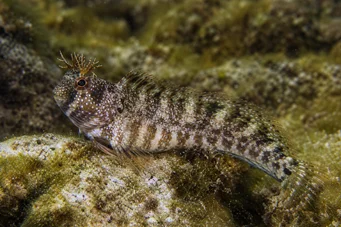 Blennius tentacularis Μπλουζόν