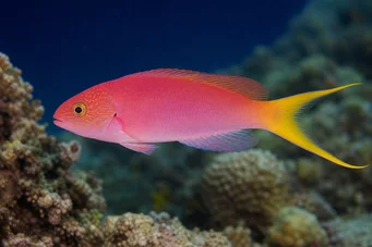 Bodianus anthioides (Μποστάνος)